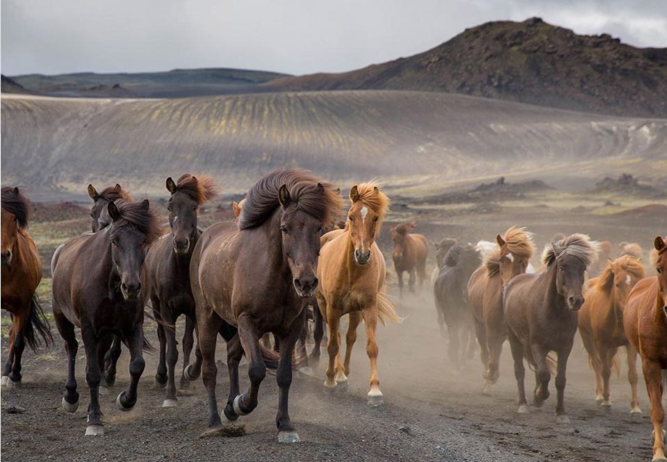 Horses In Wild, Iceland @Charlotte Goss